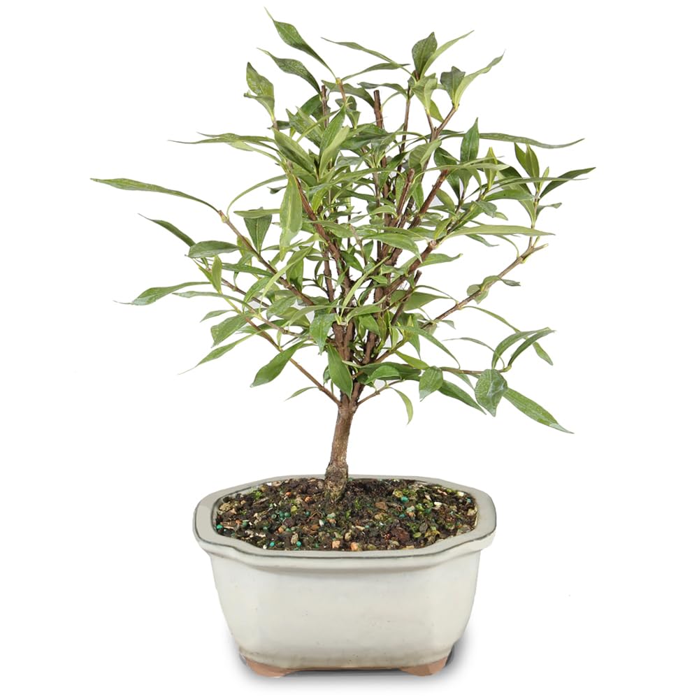 Live Gardenia Outdoor Bonsai Tree X2469