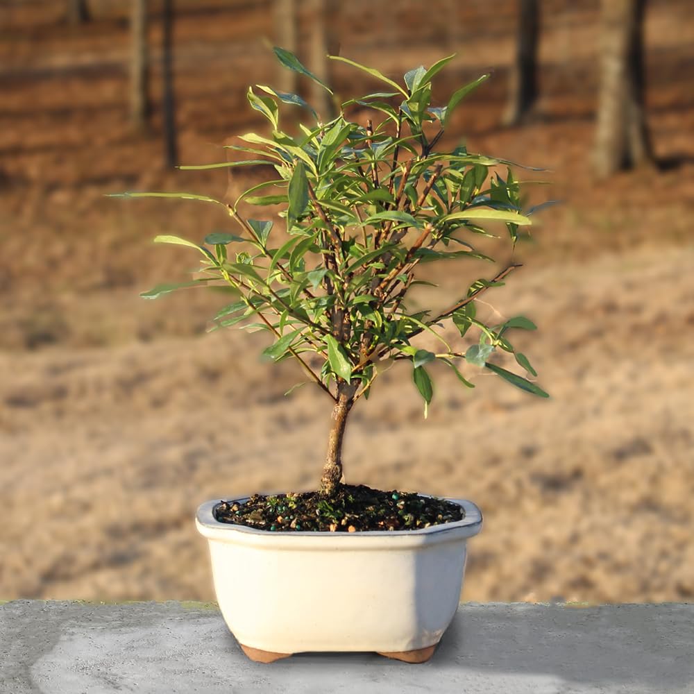Live Gardenia Outdoor Bonsai Tree X2469