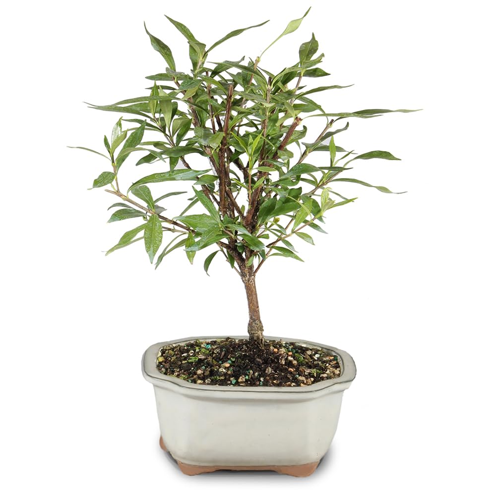 Live Gardenia Outdoor Bonsai Tree X2469