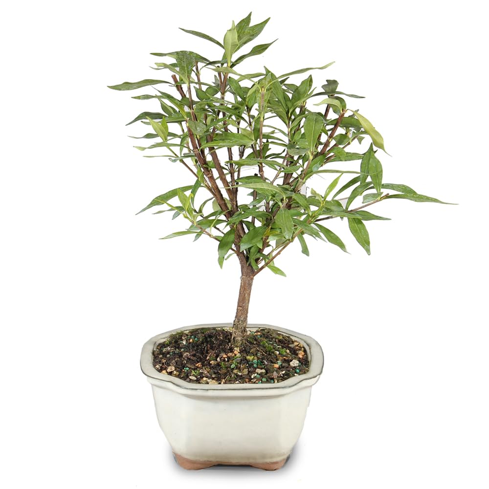Live Gardenia Outdoor Bonsai Tree X2469