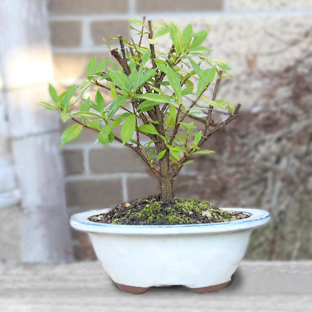Live Gardenia Outdoor Bonsai Tree X2469