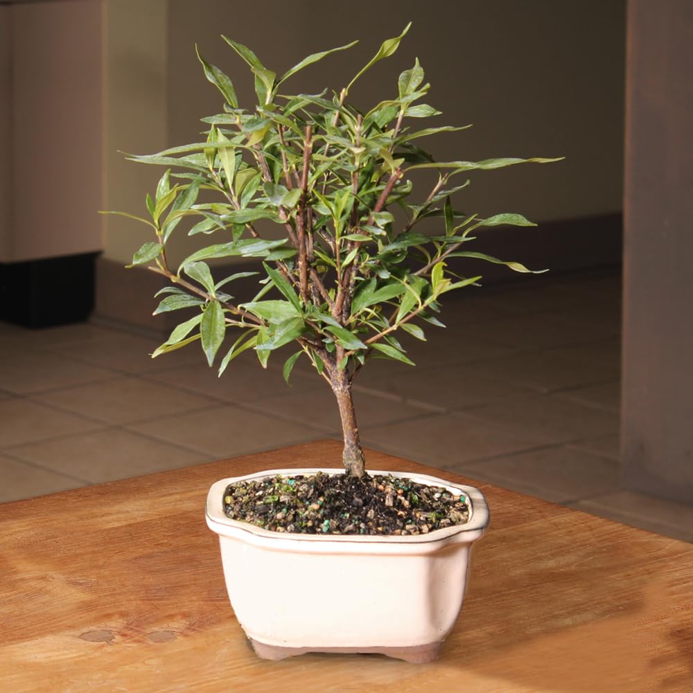 Live Gardenia Outdoor Bonsai Tree X2469