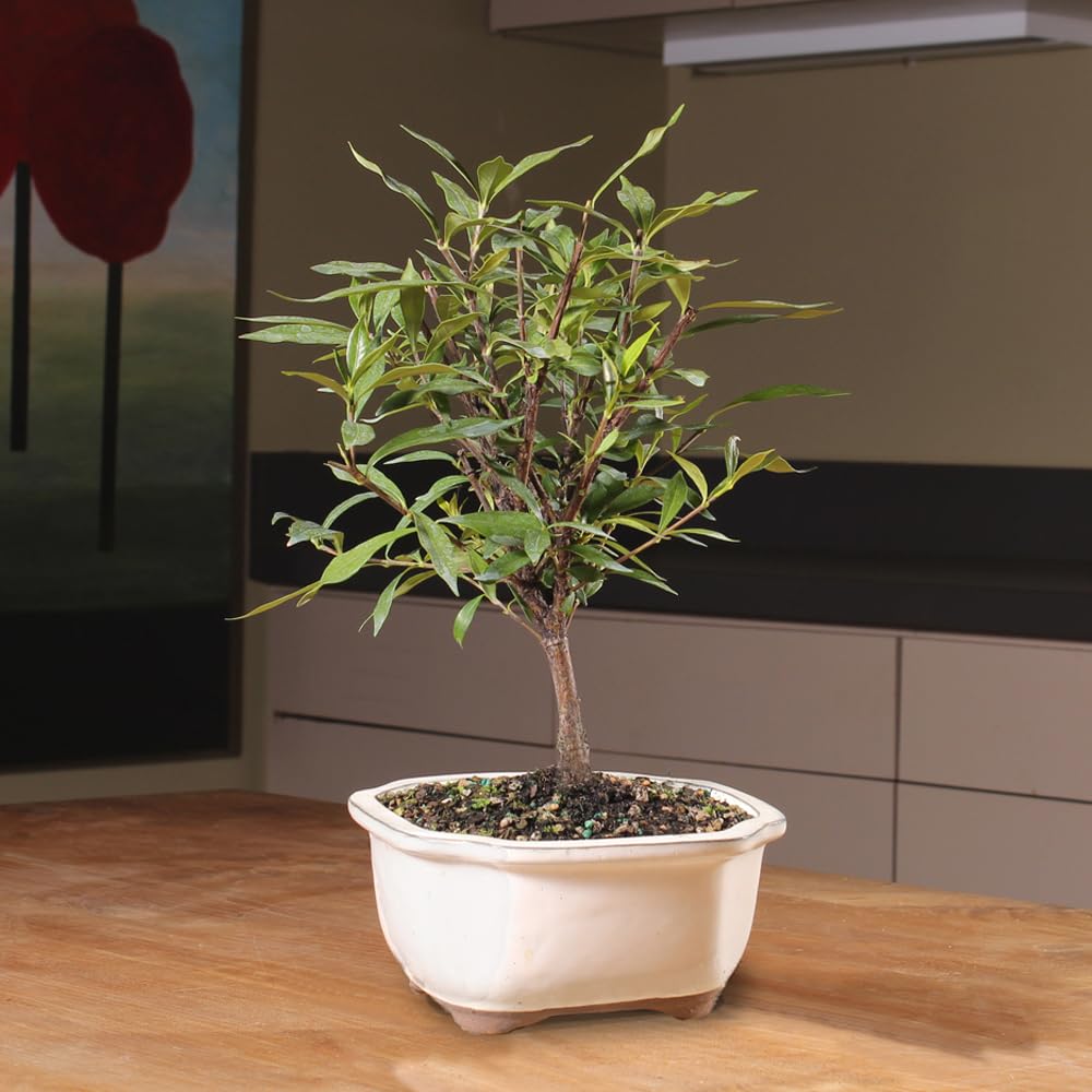 Live Gardenia Outdoor Bonsai Tree X2469
