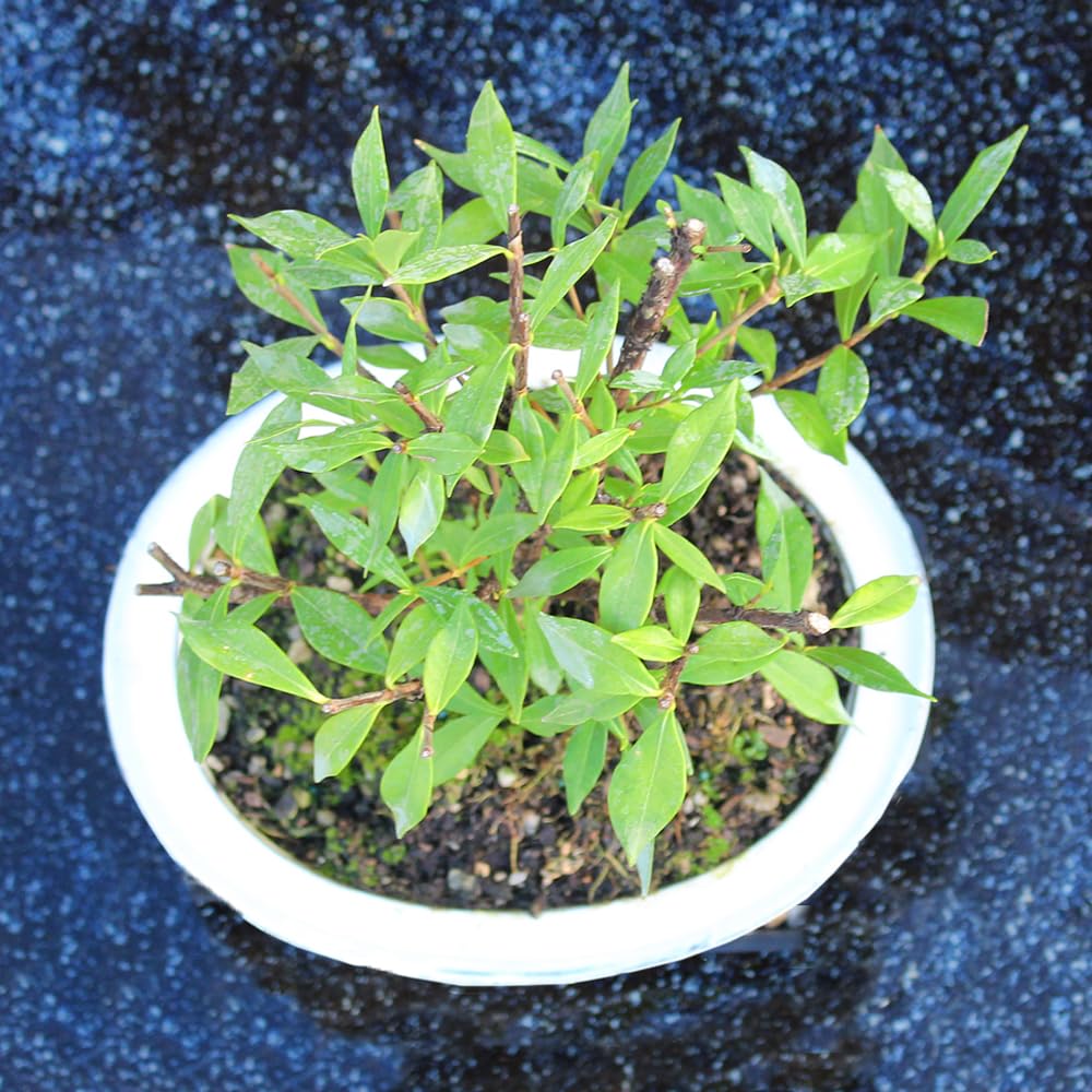 Live Gardenia Outdoor Bonsai Tree X2469
