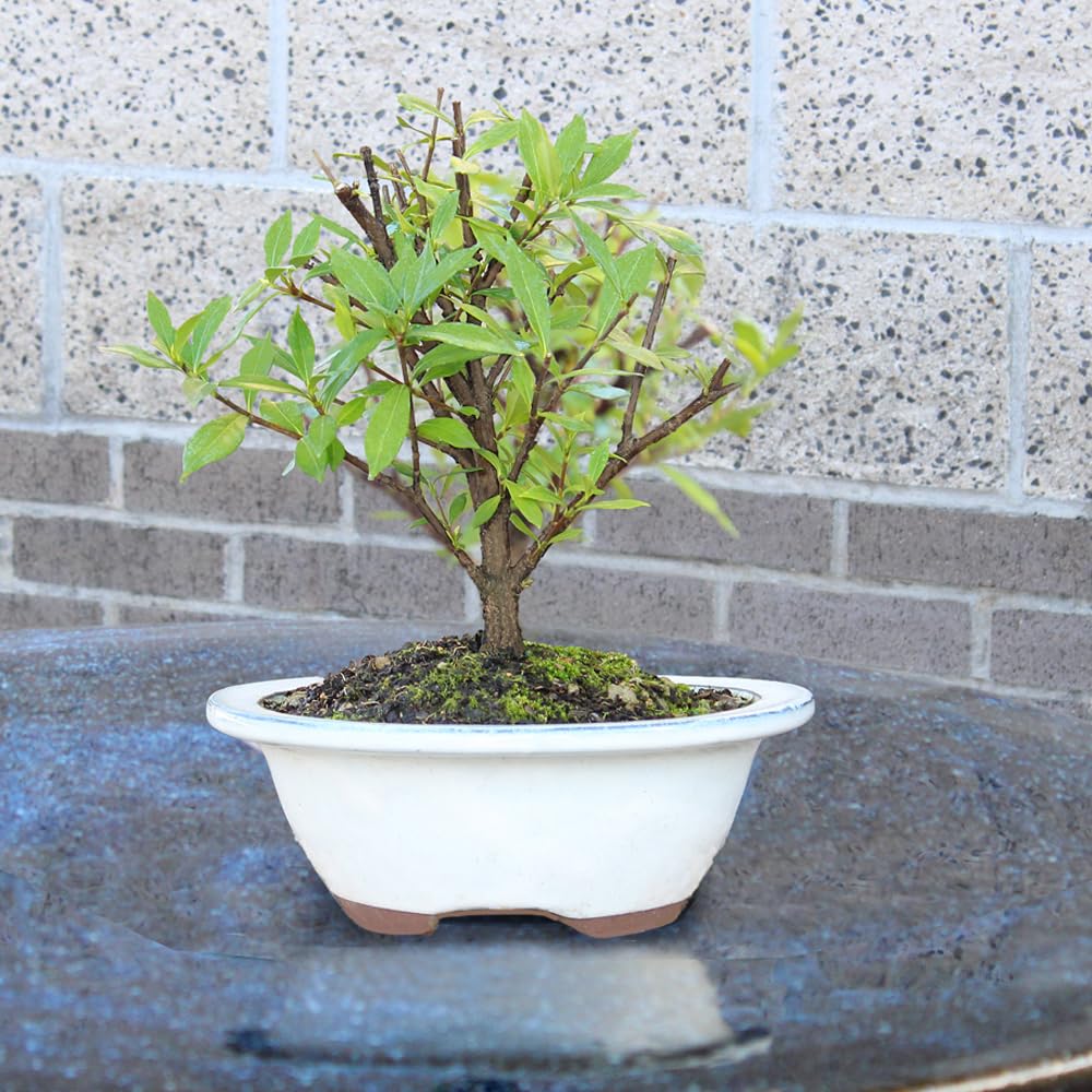 Live Gardenia Outdoor Bonsai Tree X2469