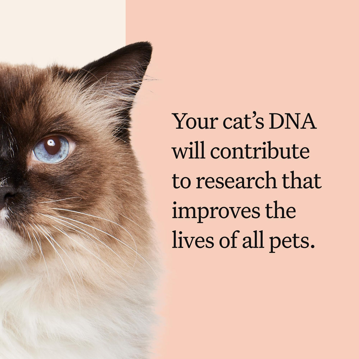 Cat DNA Test Kit, 45 Health Conditions, 1 Pack N9620