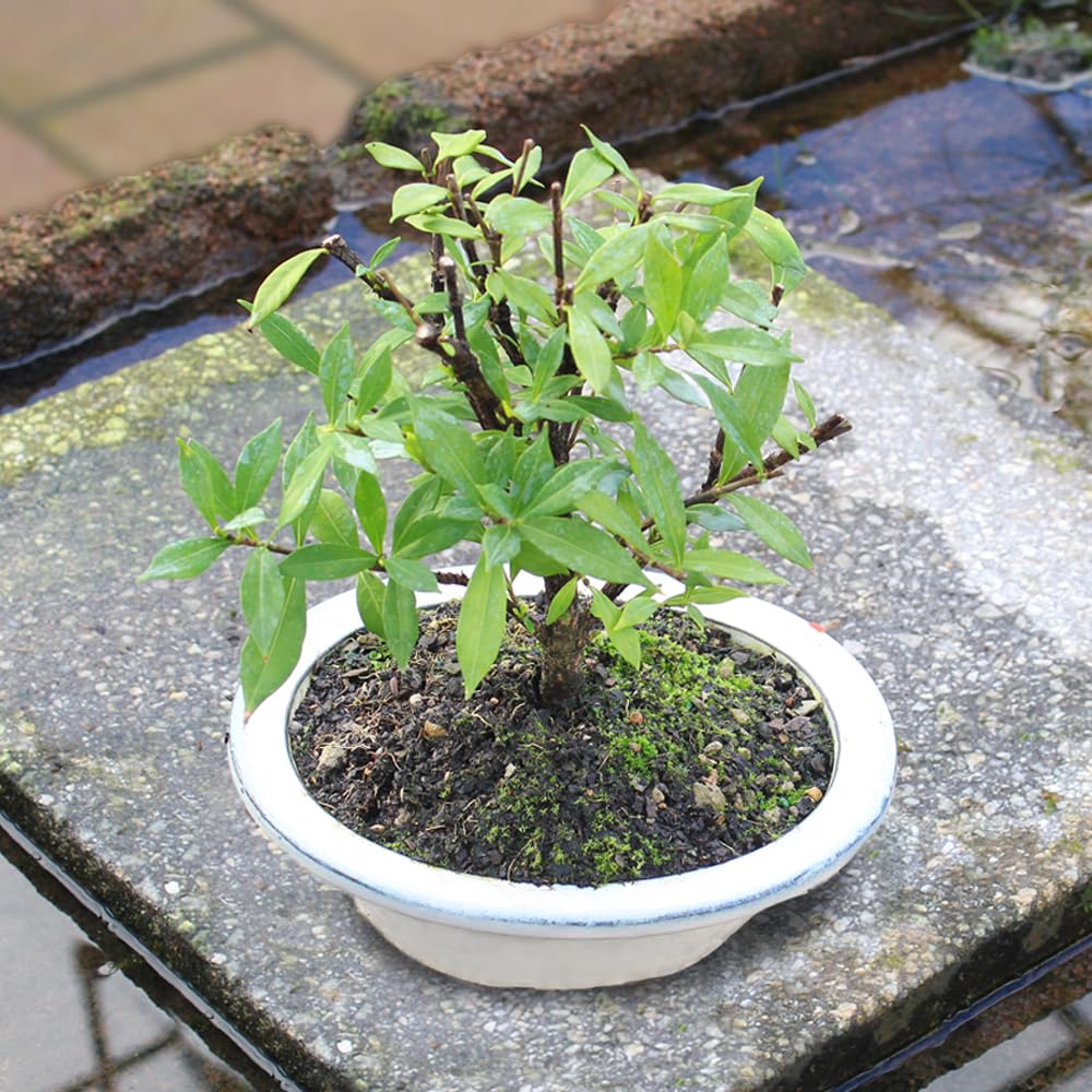 Live Gardenia Outdoor Bonsai Tree X2469