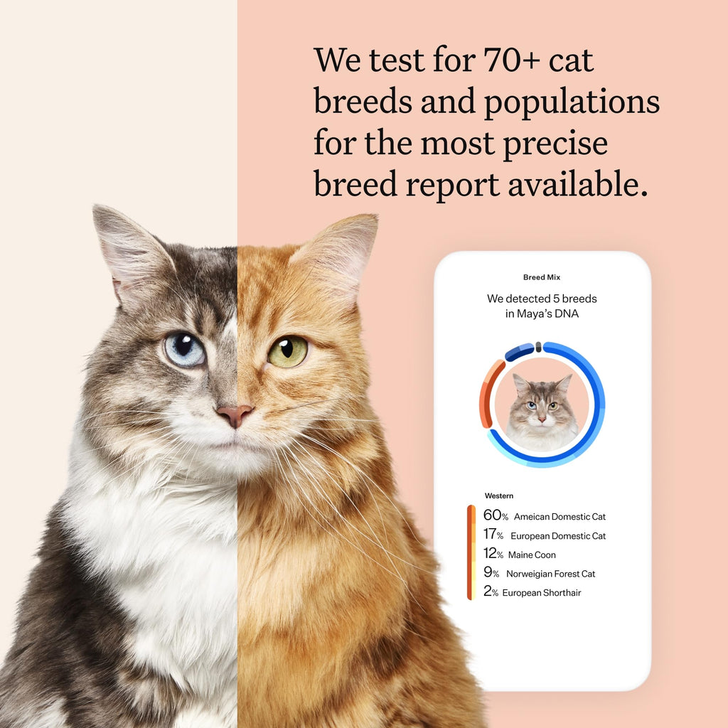 Cat DNA Test Kit, 45 Health Conditions, 1 Pack N9620