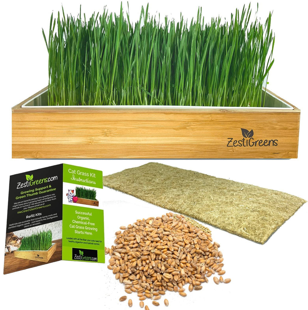 Self-Watering Cat Grass Kit and Refills, 4 Mats and 4 Seed Packets Z724279