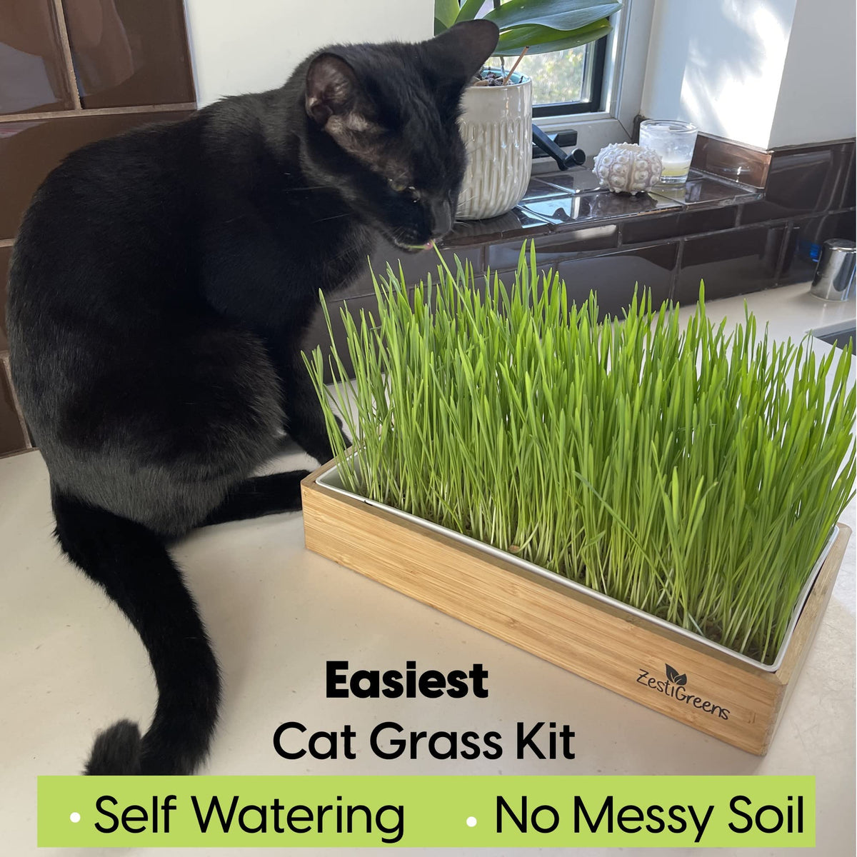 Self-Watering Cat Grass Kit and Refills, 4 Mats and 4 Seed Packets Z724279