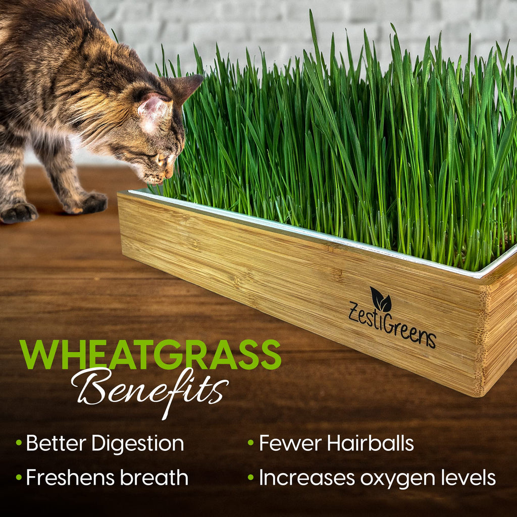Self-Watering Cat Grass Kit and Refills, 4 Mats and 4 Seed Packets Z724279